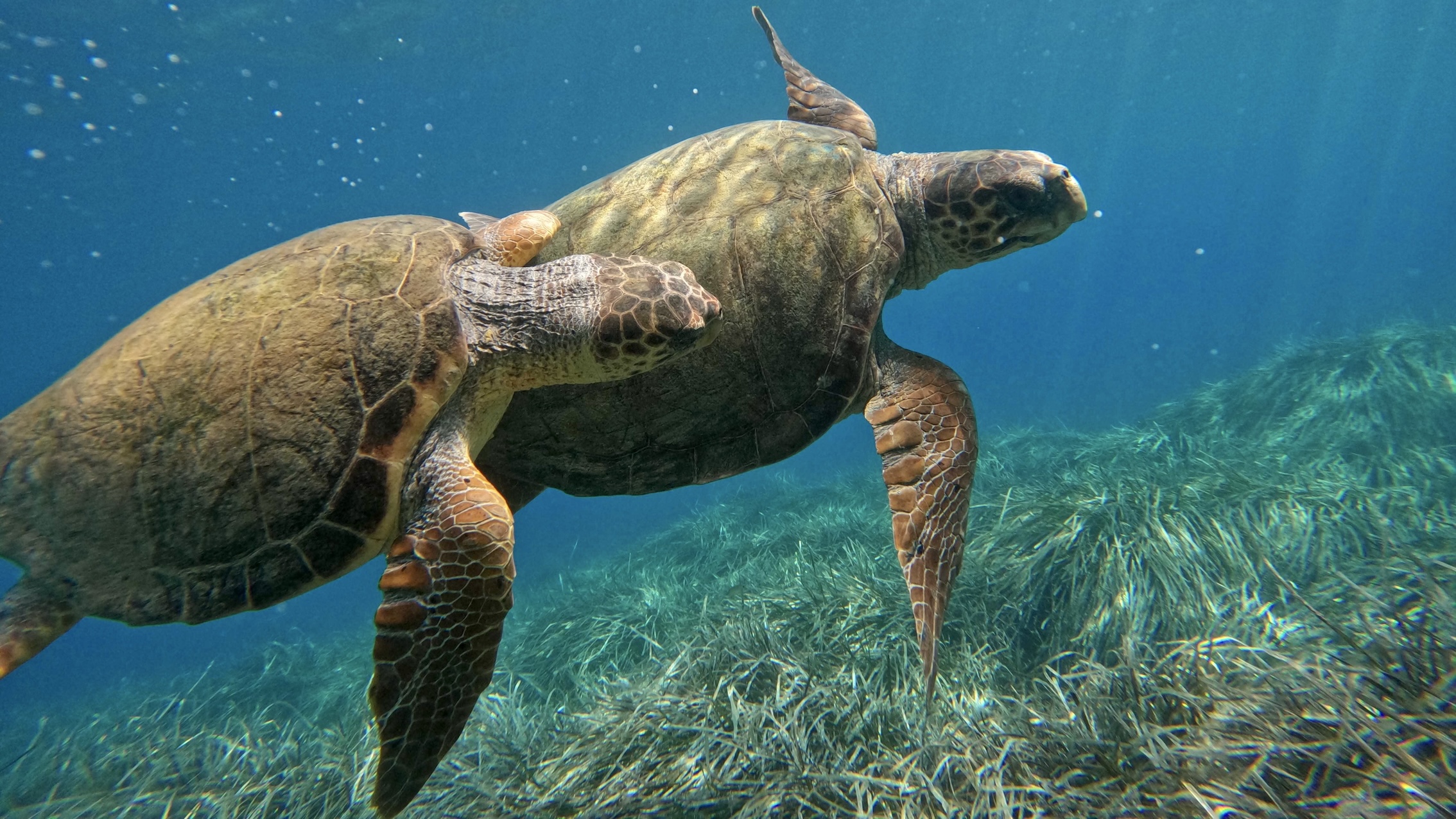 two turtles swimming on zakynthos in Eco-friendly SUP turtle watching tour